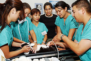A group of vet students provide treatment to an ailing cat